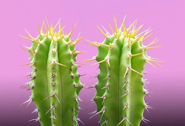 Rendy tropische Neon Kaktus Pflanze auf Pink