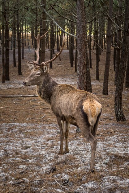 Rentier im Rückblick auf viele Kiefern in einem Wald