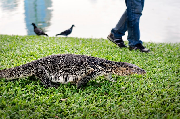 Reptil-Jagd-Park-Wiesen-Konzept