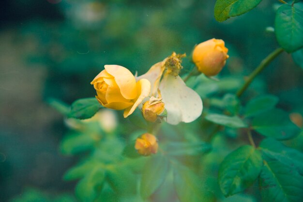 Retro Naturbild der Blume