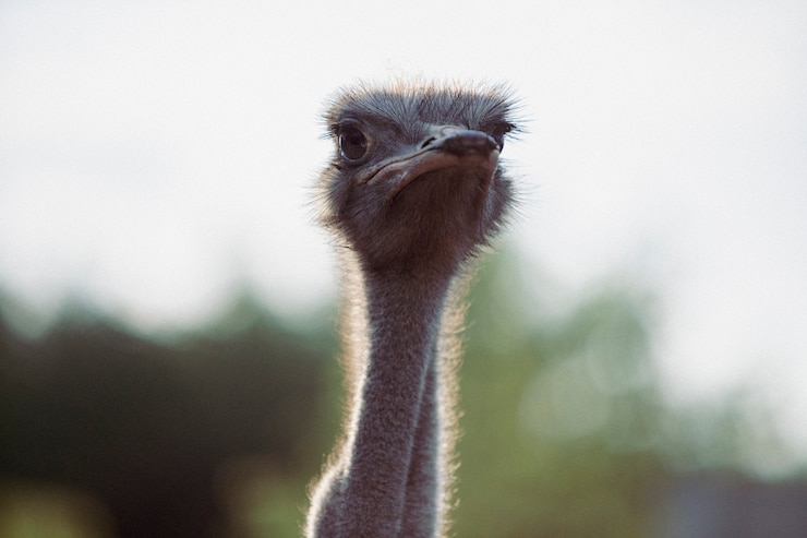 Kostenlose Foto retro-naturbild der fauna