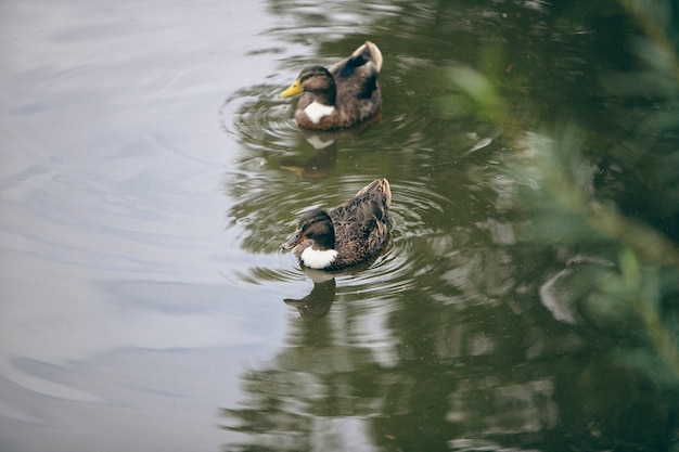 Kostenloses Foto retro-naturbild der fauna