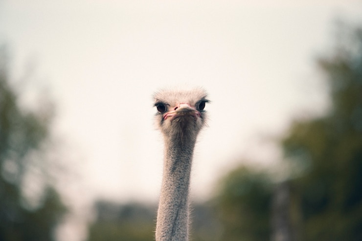 Kostenlose Foto retro-naturbild der fauna