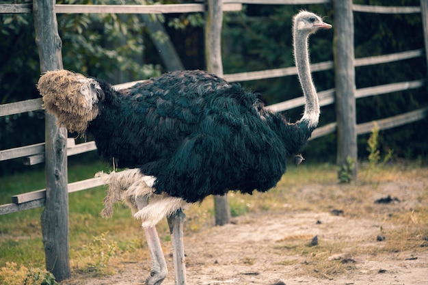 Retro-Naturbild der Fauna