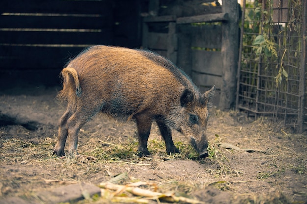 Kostenloses Foto retro-naturbild der fauna