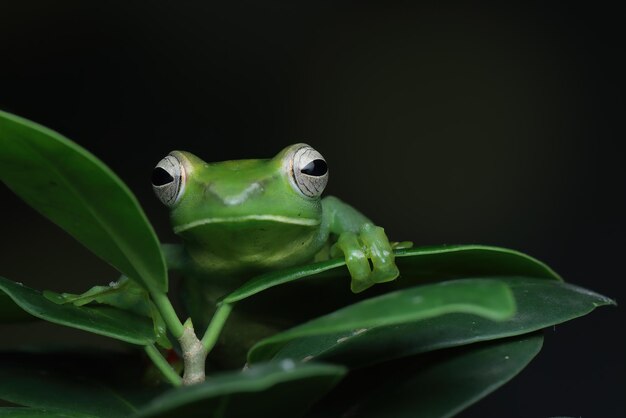 Rhacophorus dulitensis Nahaufnahme auf grünen Blättern