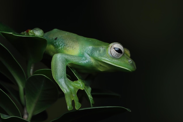 Rhacophorus dulitensis Nahaufnahme auf grünen Blättern