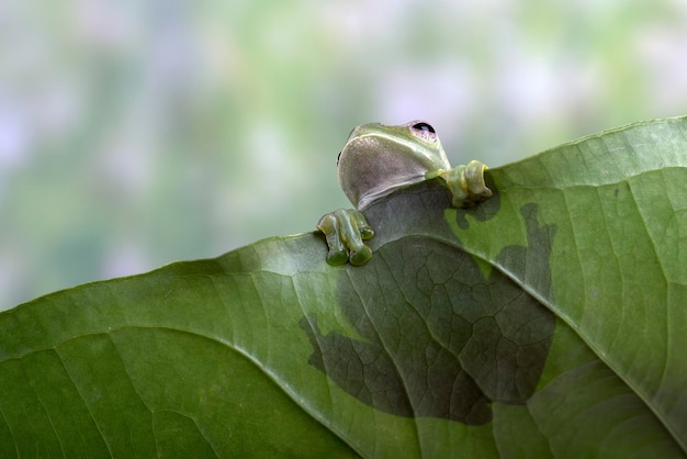 Rhacophorus prominanus oder der malaiische fliegende Frosch, Nahaufnahme auf grünen Blättern