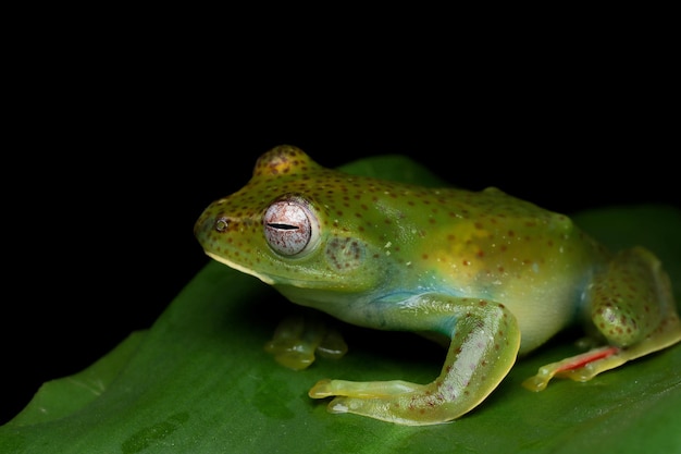 Rhacophorus prominanus oder der malaiische fliegende frosch nahaufnahme auf trockenen blättern