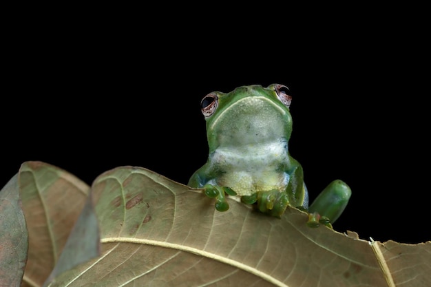 Kostenloses Foto rhacophorus prominanus oder die malaiische laubfroschnahaufnahme auf trockenen blättern