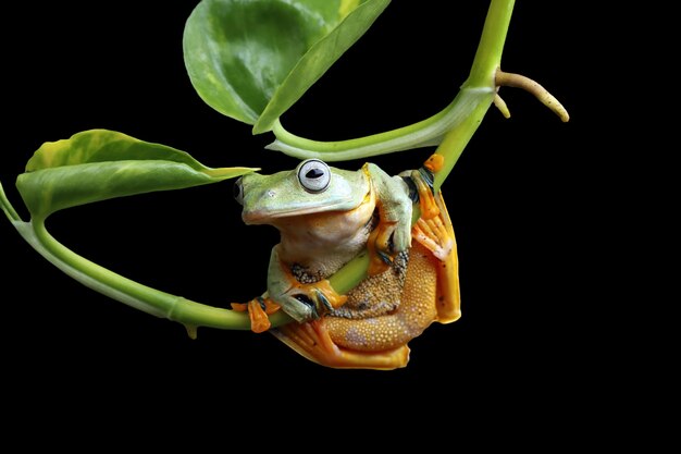 Rhacophorus reinwartii auf grünen Blättern