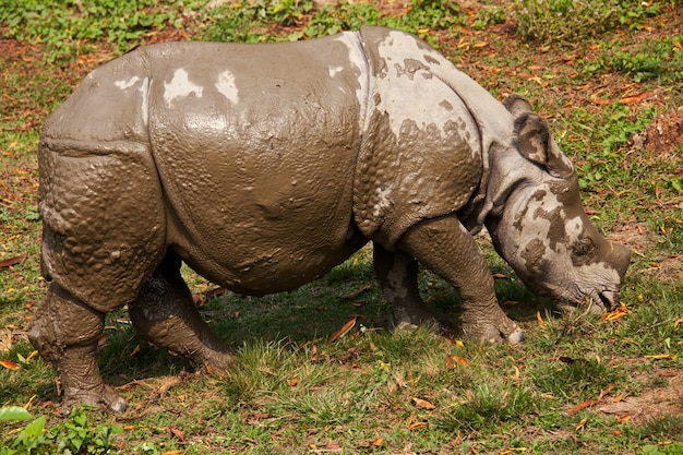 Kostenloses Foto rhino