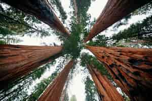 Kostenloses Foto riesige baumnahaufnahme im sequoia national park