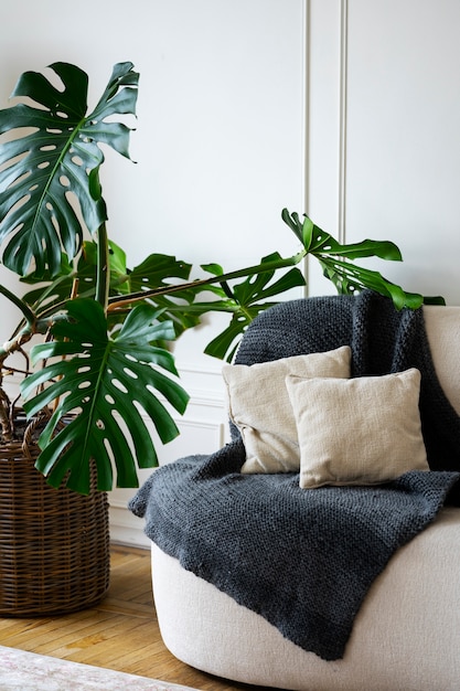 Riesige eingetopfte Monstera-Pflanze im Zimmer