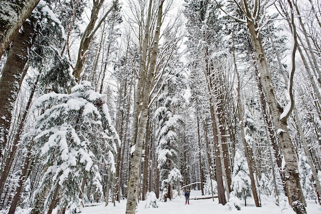 Riesige Pinienwälder, die von Schnee bedeckt sind Majestätische Winterlandschaften