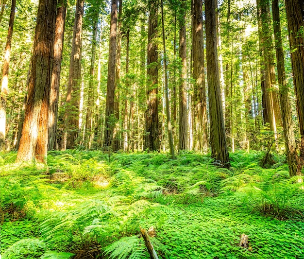 Kostenloses Foto riesige redwood-bäume in den redwood national and state parks, avenue of the giants, kalifornien