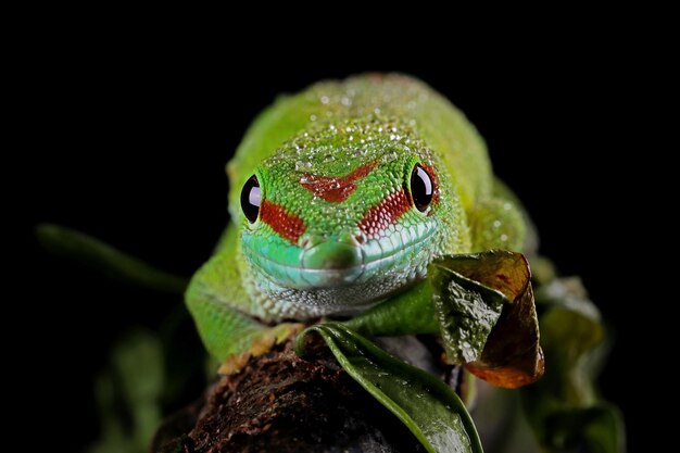 Riesige Taggecko-Nahaufnahme auf Ast mit schwarzem Hintergrund