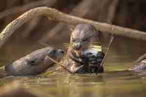 Kostenloses Foto riesiger flussotter, der sich im naturlebensraum ernährt wildbrasil brasilianische tierwelt reiches pantanal watter-tier sehr intelligente kreatur angelfische