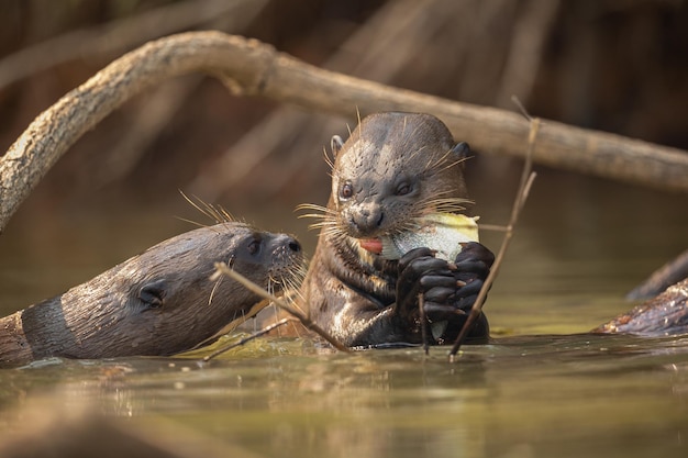 Riesiger Flussotter, der sich im Naturlebensraum ernährt Wildbrasil Brasilianische Tierwelt Reiches Pantanal Watter-Tier Sehr intelligente Kreatur Angelfische