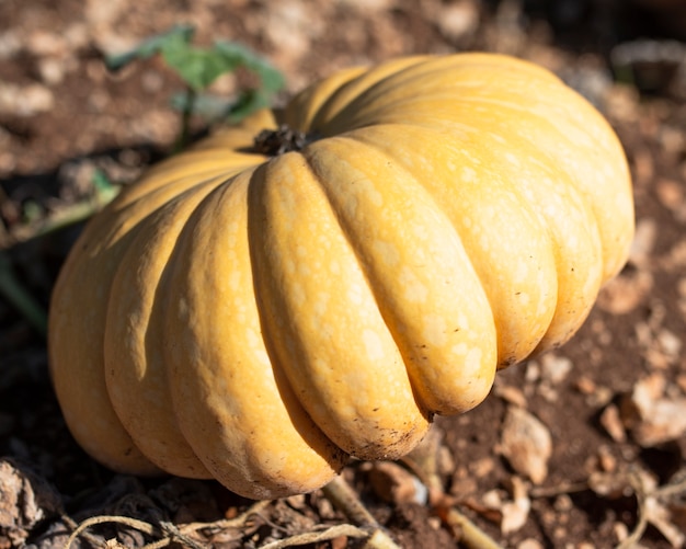 Riesiger gelber Kürbis im Gartenboden