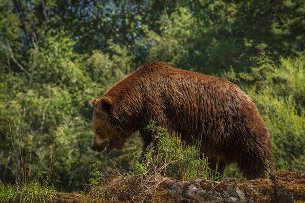 Riesiger Grizzly schlendert mit gesenktem Kopf und offenem Mund einen felsigen Kamm entlang. Oberfläche weich. Fell- und Bärendetails sind scharf