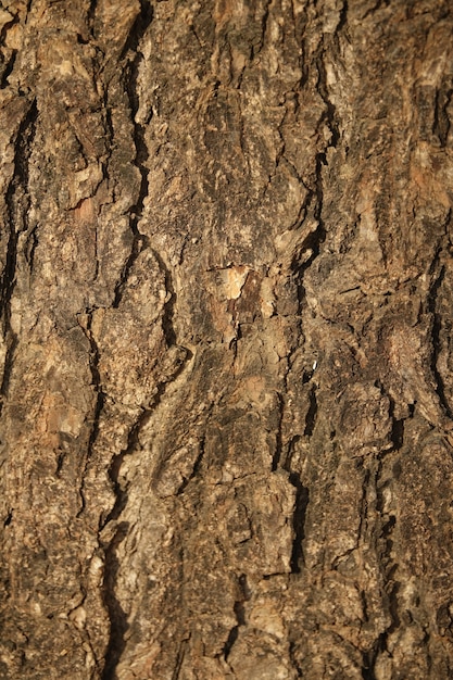 Rinde eines Baumes Nahaufnahme