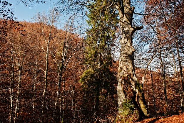 Rindenbaum mit Moos auf buntem Herbstwald