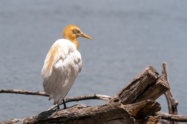 Kostenloses Foto rinderreiher bubulcus ibis coromandus in thailand