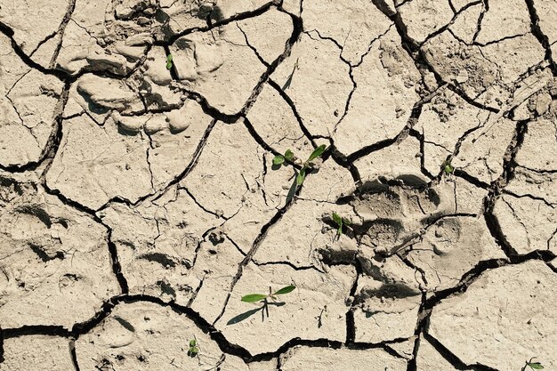 Risse im Boden und Fußabdrücke von Tieren auf dem getrockneten Boden Draufsicht oder Hintergrundidee Grafikdesign mit dem Konzept von Dürre und Tod Ökologie und Wohlbefinden von Ökosystemen