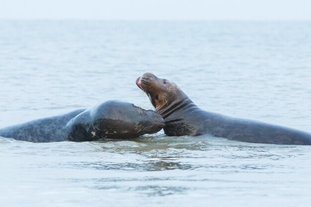 Robbe am Strand auf der Düneninsel in der Nähe von Helgoland