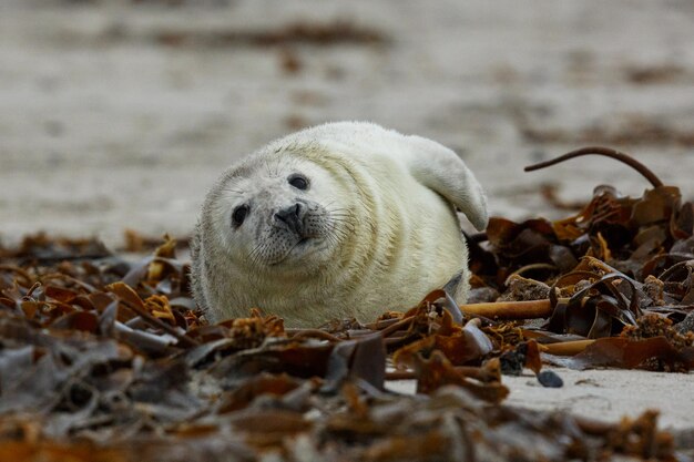 Robbe am Strand auf der Düneninsel in der Nähe von Helgoland