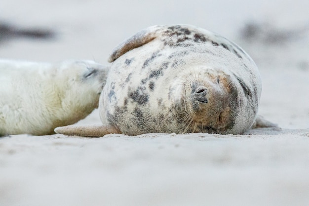 Robbe am Strand auf der Düneninsel in der Nähe von Helgoland