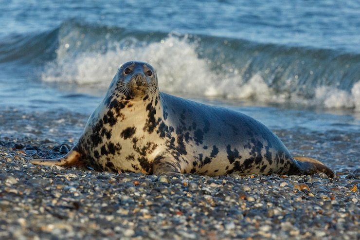 Kostenlose Foto robbe am strand auf der düneninsel in der nähe von helgoland