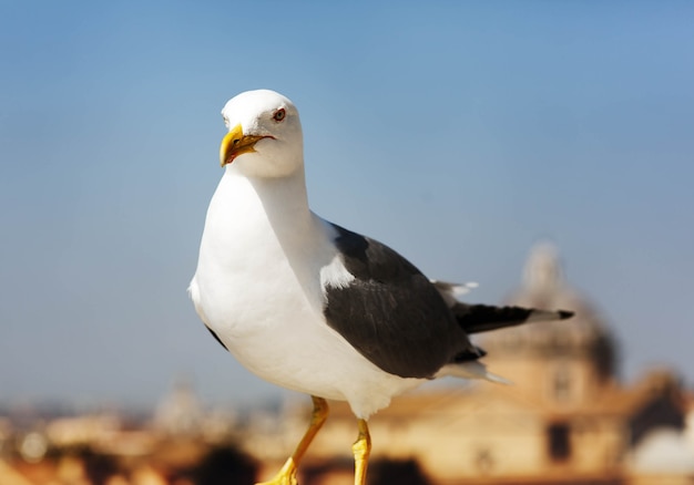 Rock sonnig Tierwelt Meer erstaunlich