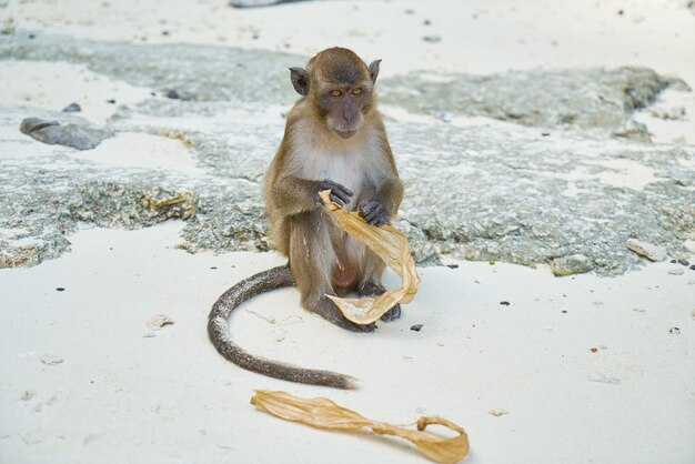 rockt Insel thailand Säugetier