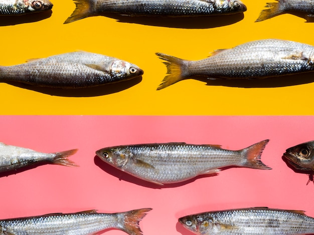 Rohe Fische der Nahaufnahme mit Kiemen