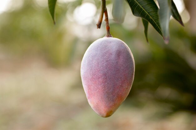 Rohe Mangofrucht in einem Baum