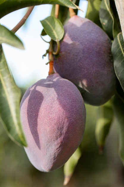 Rohe Mangofrucht in einem Baum