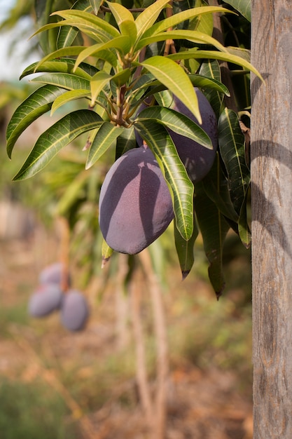 Rohe Mangofrucht in einem Baum