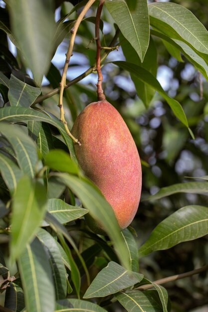 Rohe Mangofrucht in einem Baum