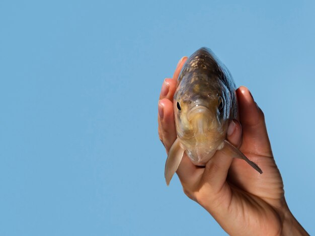 Roher Fisch der Nahaufnahme mit Kiemen in einer Hand