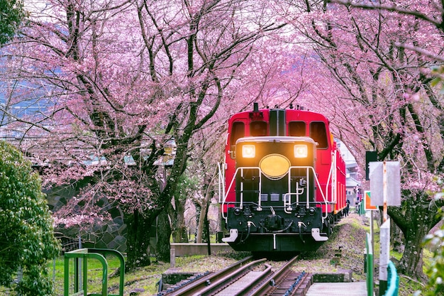 Kostenloses Foto romantischer zug fährt durch tunnel der kirschblüten in kyoto, japan.