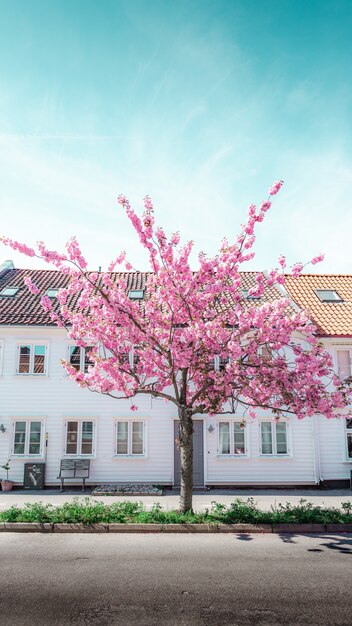 rosa Baum, der vor einem weißen Haus blüht