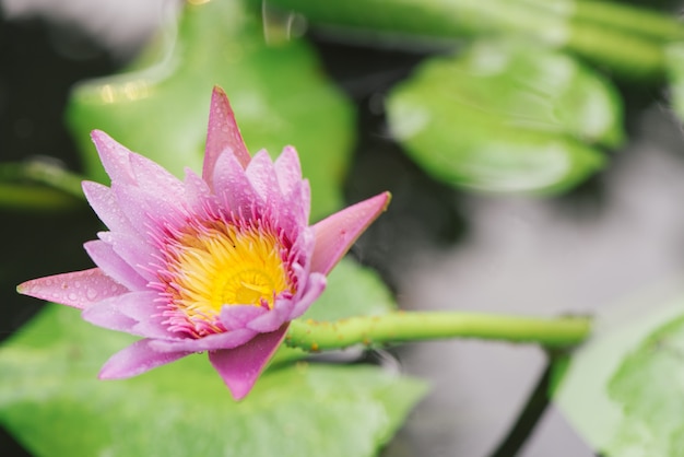 Rosa Blüten gesehen Nahaufnahme