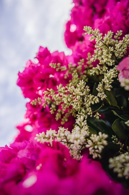 Rosa Blüten mit grünen Blättern