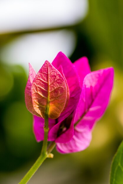 Rosa Blütenblätter