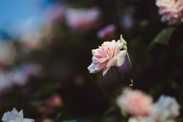 Rosa Blütenblattblume