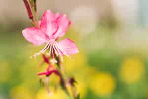 Kostenloses Foto rosa blume auf unscharfen hintergrund