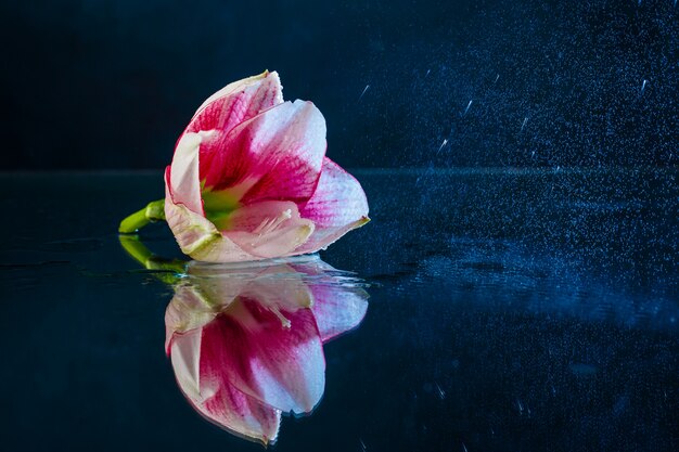 Rosa Blume mit Wassertropfen über dunkelblauem Hintergrund.