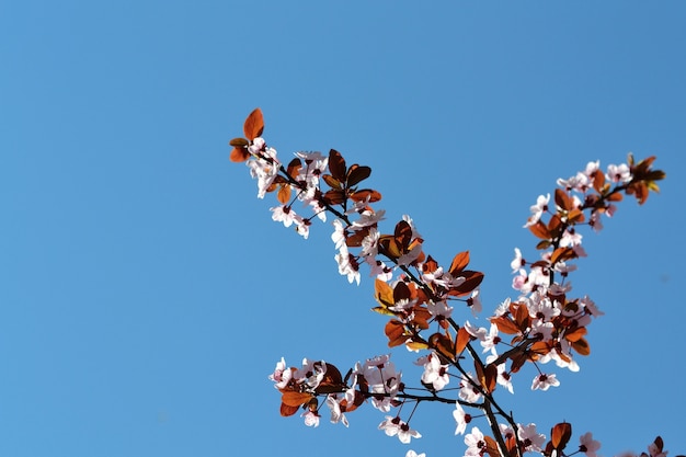 &quot;Rosa Blumen auf Zweig im klaren Himmel&quot;